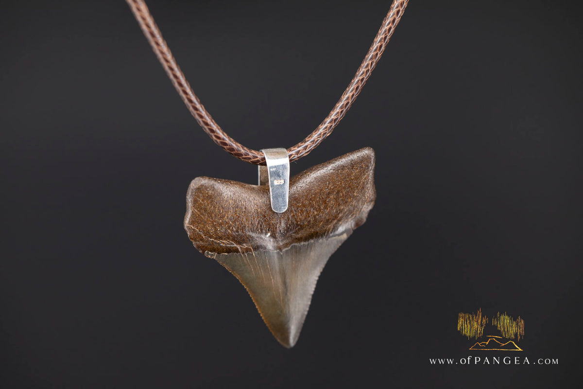 Megalodon Shark Fossilized Tooth (extinct) Necklace - Waxed Cord || JF2088