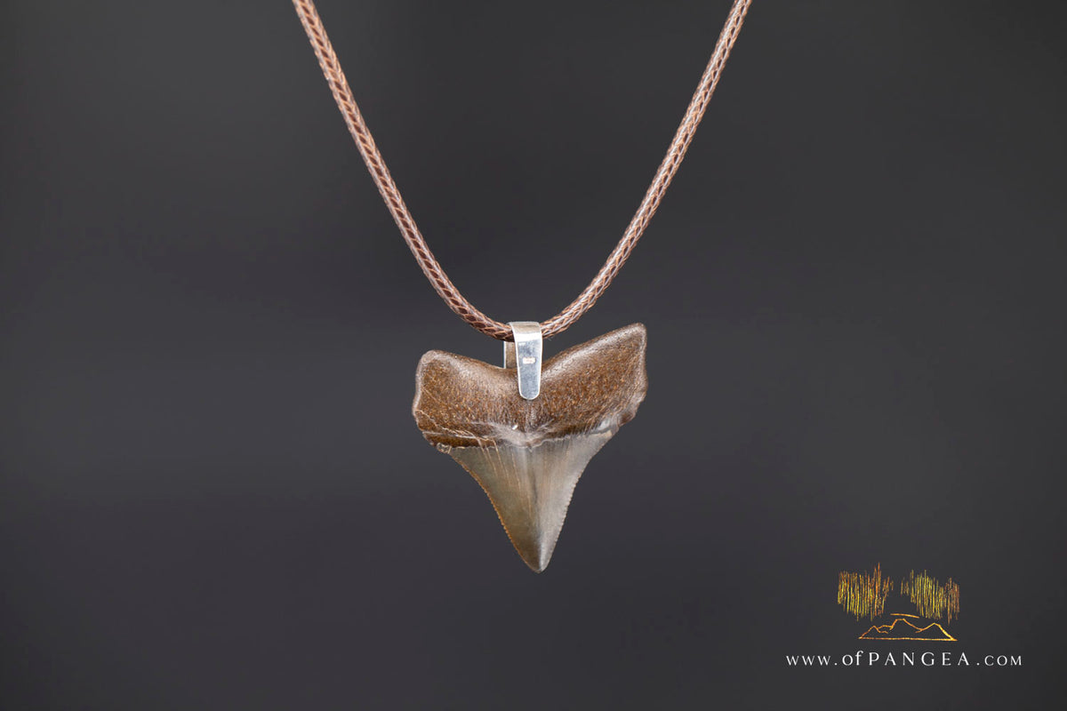 Megalodon Shark Fossilized Tooth (extinct) Necklace - Waxed Cord || JF2088