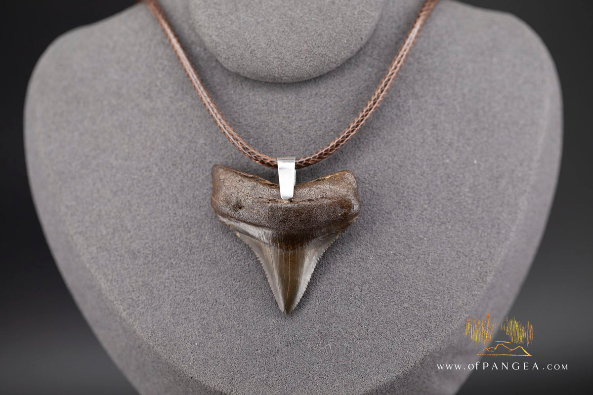 Megalodon Shark Fossilized Tooth (extinct) Necklace - Waxed Cord || JF2088