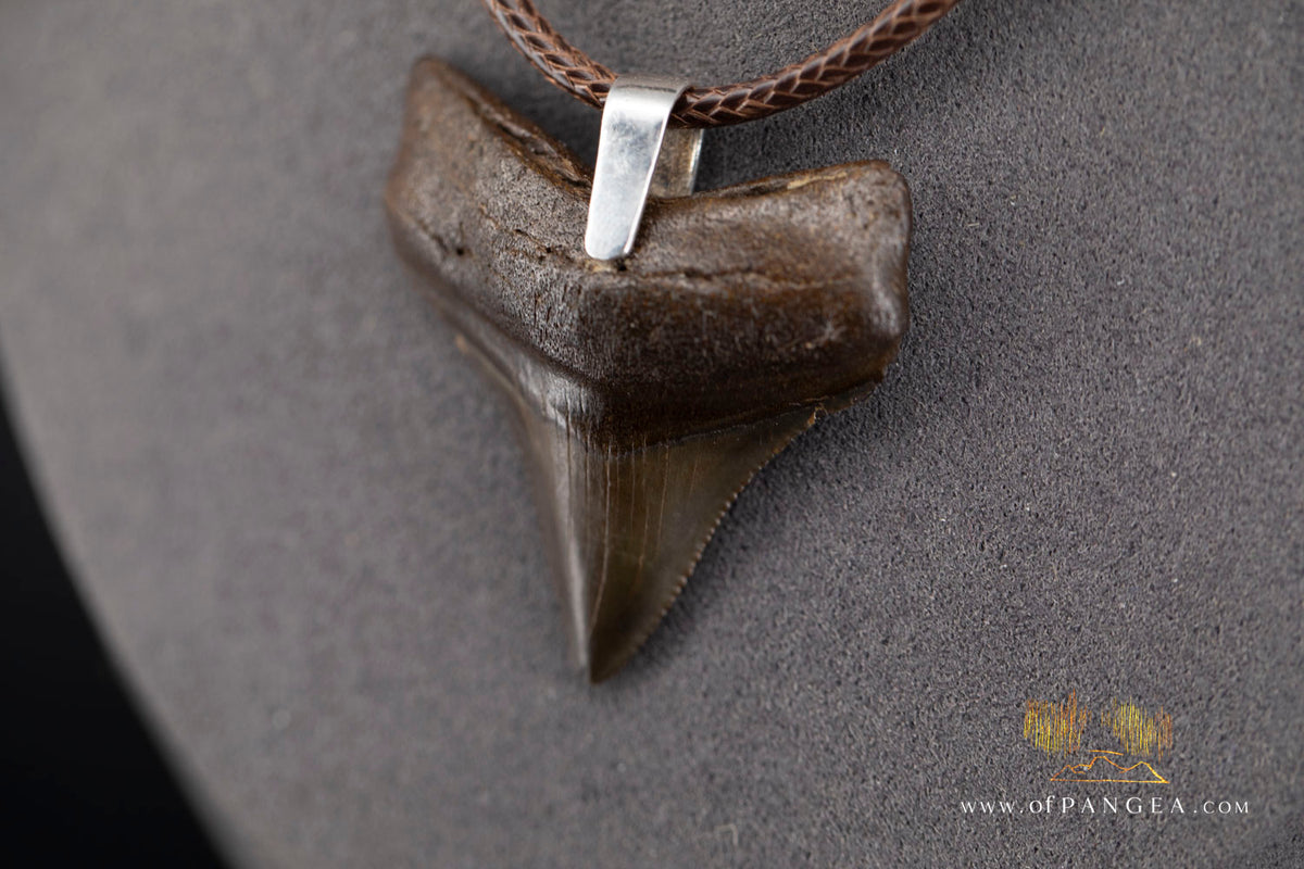 Megalodon Shark Fossilized Tooth (extinct) Necklace - Waxed Cord || JF2088