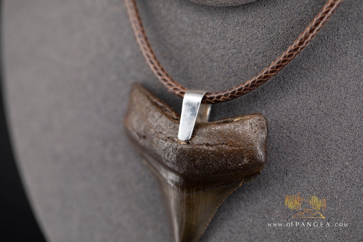 Megalodon Shark Fossilized Tooth (extinct) Necklace - Waxed Cord || JF2088