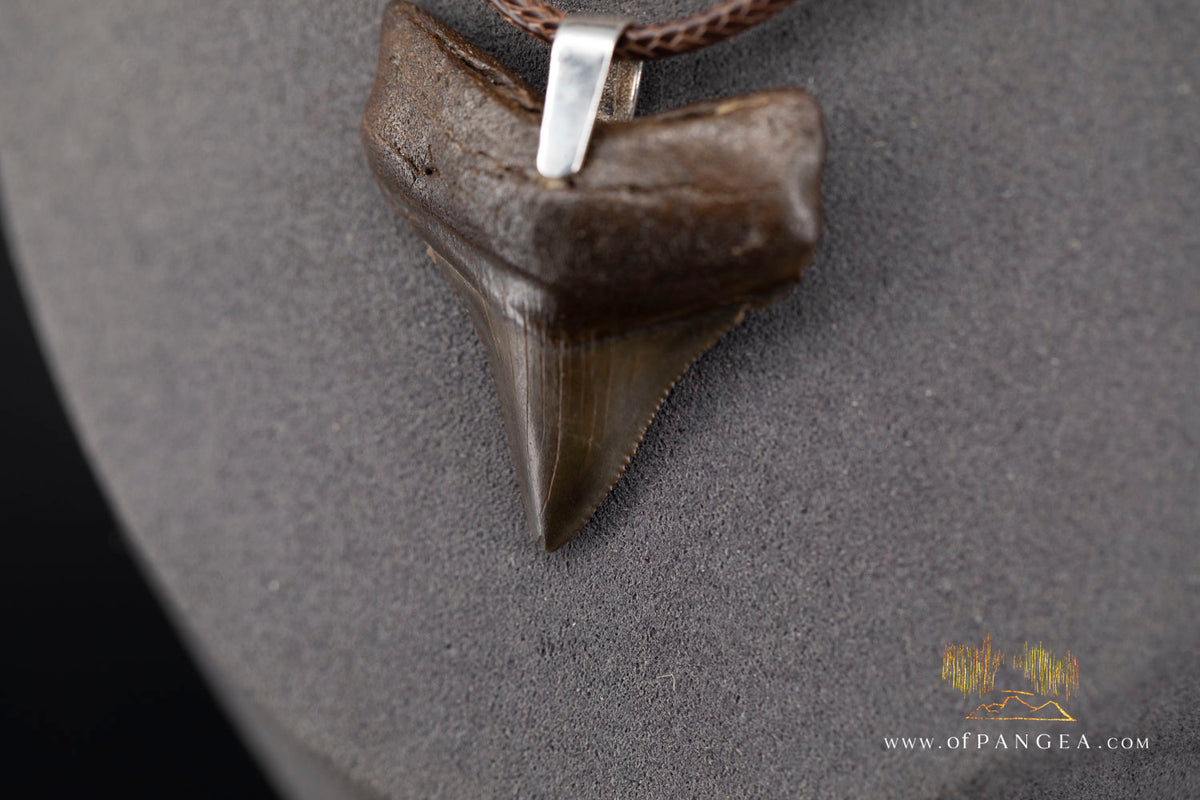 Megalodon Shark Fossilized Tooth (extinct) Necklace - Waxed Cord || JF2088