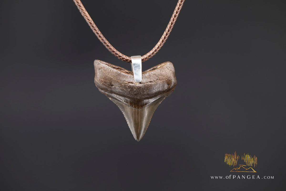 Megalodon Shark Fossilized Tooth (extinct) Necklace - Waxed Cord || JF2088