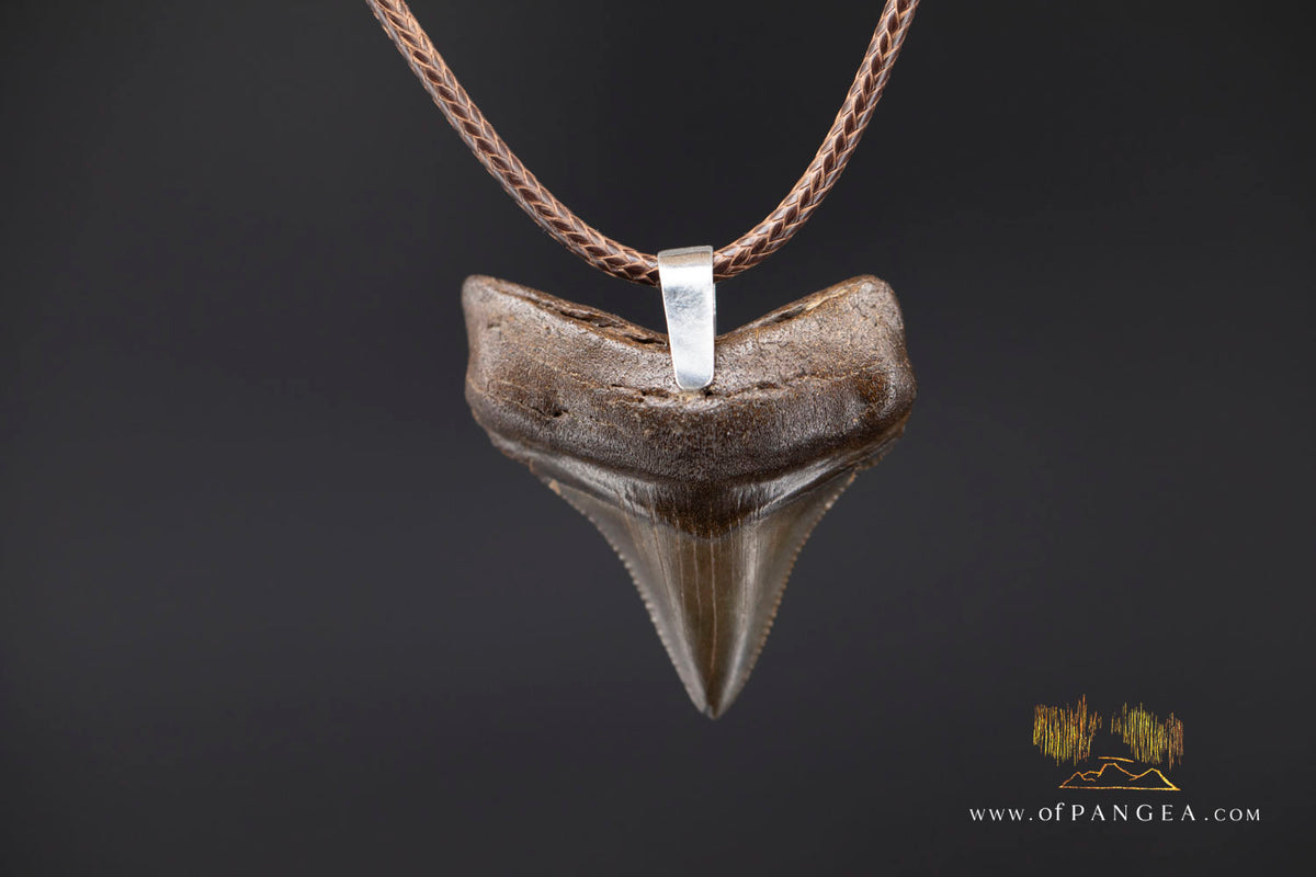Megalodon Shark Fossilized Tooth (extinct) Necklace - Waxed Cord || JF2088