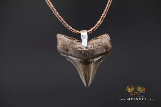 Megalodon Shark Fossilized Tooth (extinct) Necklace - Waxed Cord || JF2088