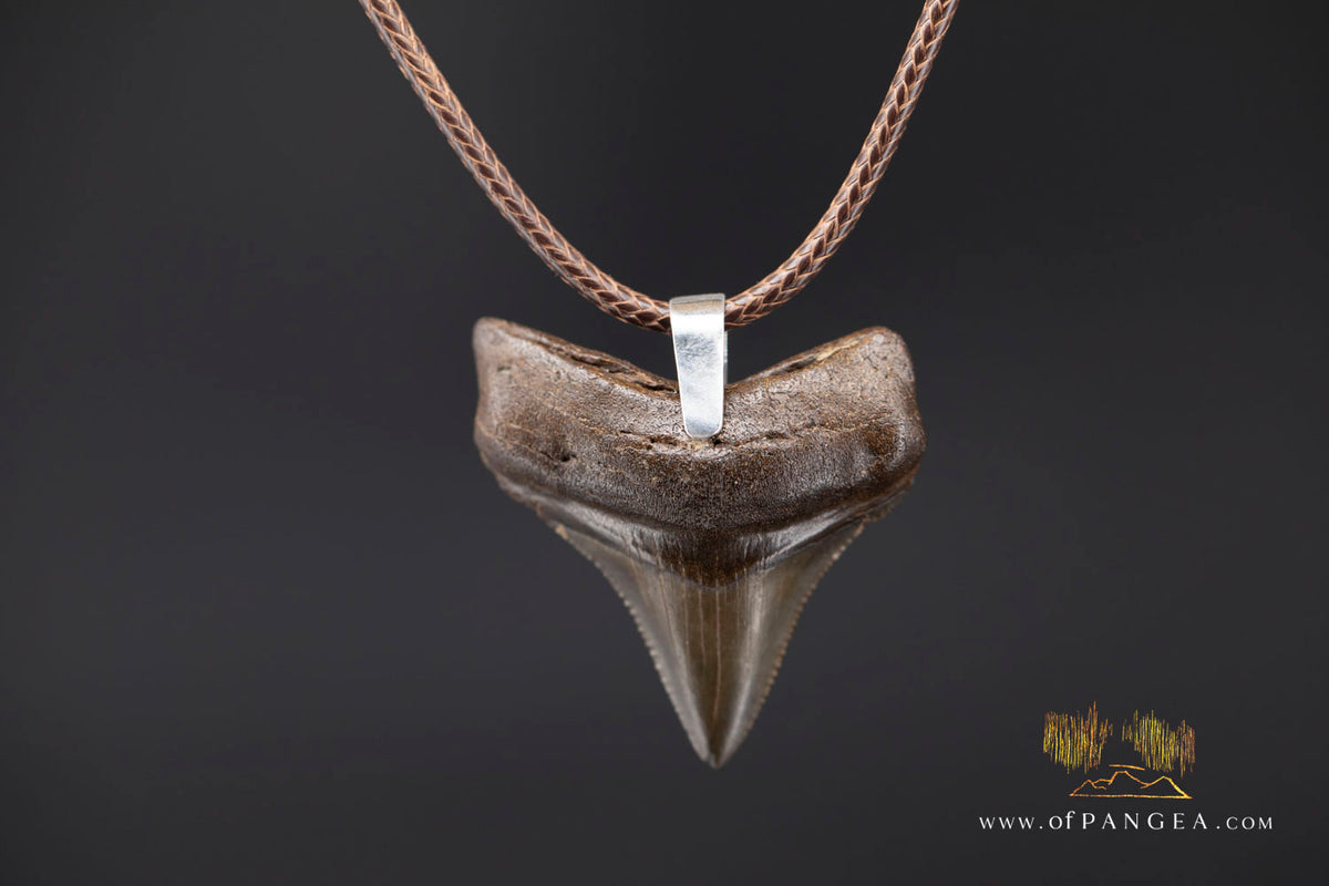 Megalodon Shark Fossilized Tooth (extinct) Necklace - Waxed Cord || JF2088