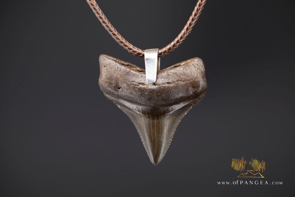 Megalodon Shark Fossilized Tooth (extinct) Necklace - Waxed Cord || JF2088