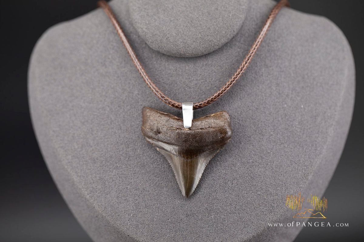 Megalodon Shark Fossilized Tooth (extinct) Necklace - Waxed Cord || JF2088
