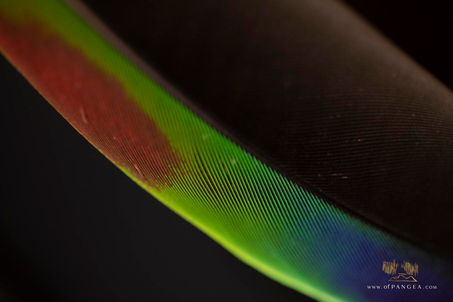 Parrot Bouquet Feather Earrings - Imperial Jasper - Sterling Silver || JF301