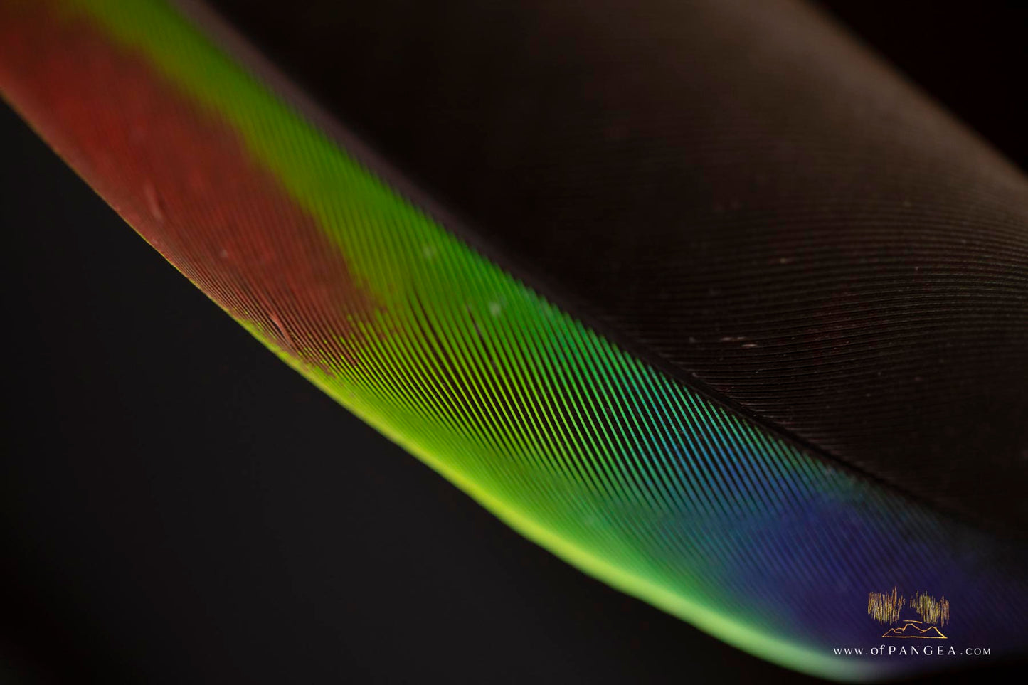 Parrot Bouquet Feather Earrings - Imperial Jasper - Sterling Silver || JF301