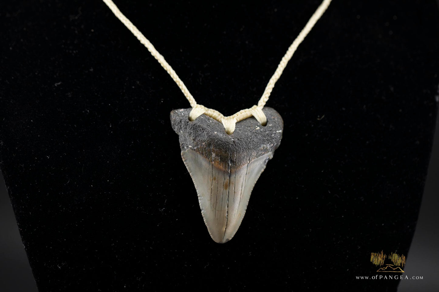 Megalodon Shark Tooth (extinct) Necklace - Waxed Cord || JF426