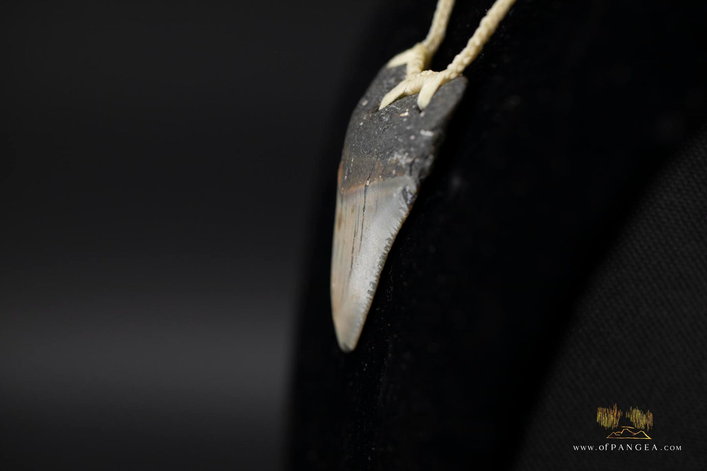 Megalodon Shark Tooth (extinct) Necklace - Waxed Cord || JF426