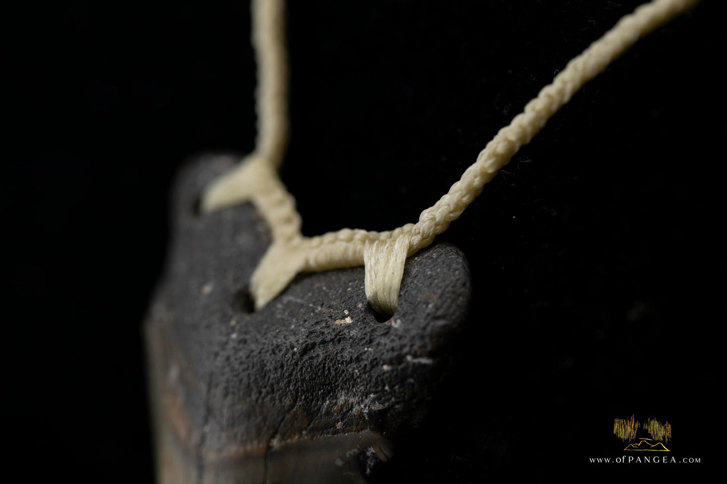 Megalodon Shark Tooth (extinct) Necklace - Waxed Cord || JF426