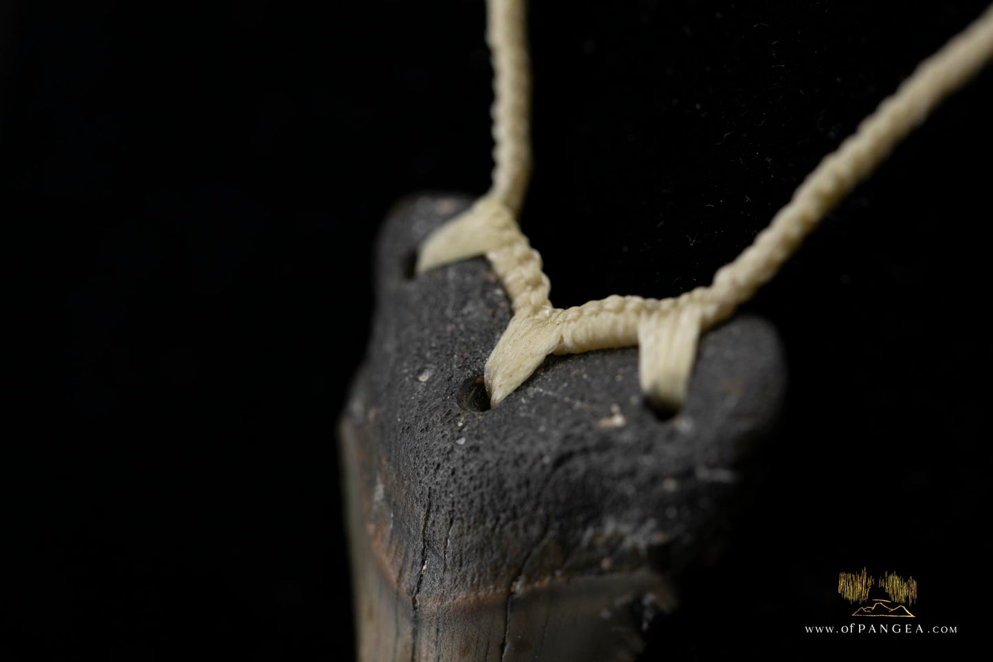 Megalodon Shark Tooth (extinct) Necklace - Waxed Cord || JF426