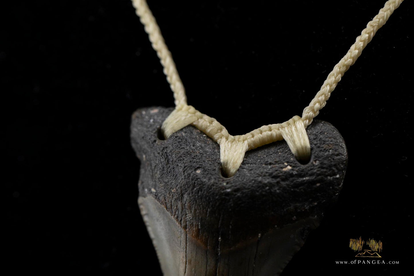 Megalodon Shark Tooth (extinct) Necklace - Waxed Cord || JF426