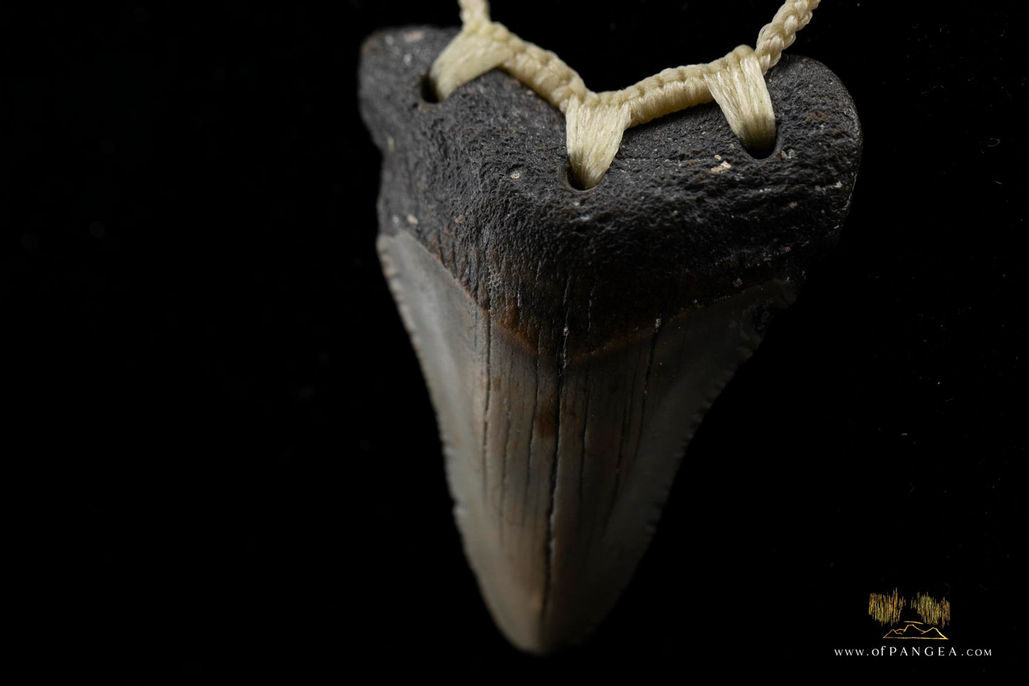 Megalodon Shark Tooth (extinct) Necklace - Waxed Cord || JF426