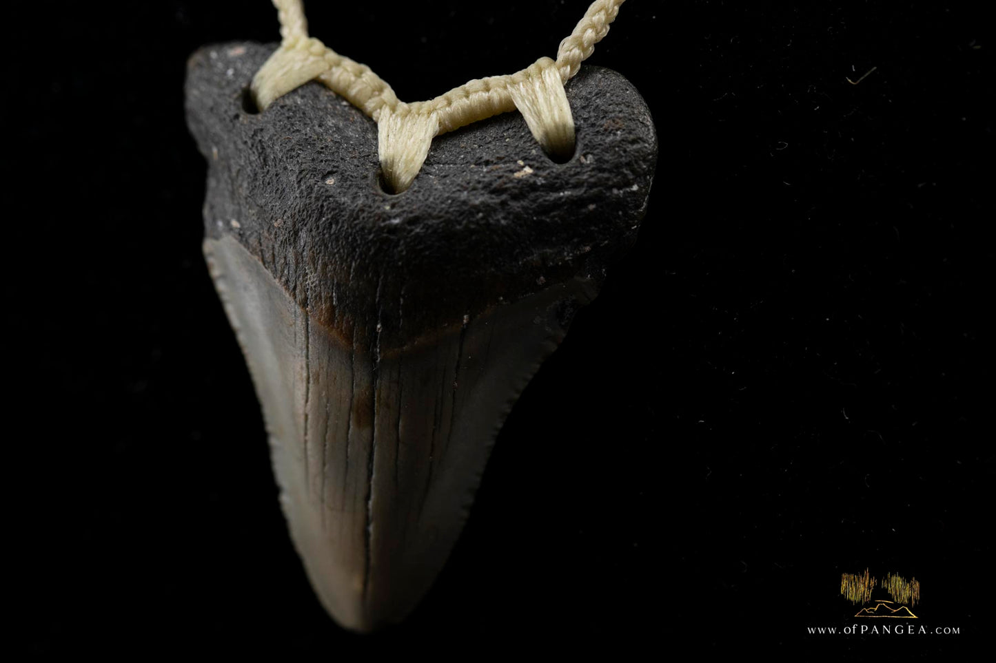 Megalodon Shark Tooth (extinct) Necklace - Waxed Cord || JF426