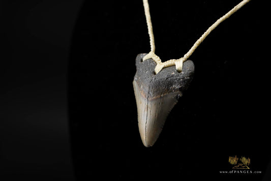 Megalodon Shark Tooth (extinct) Necklace - Waxed Cord || JF426