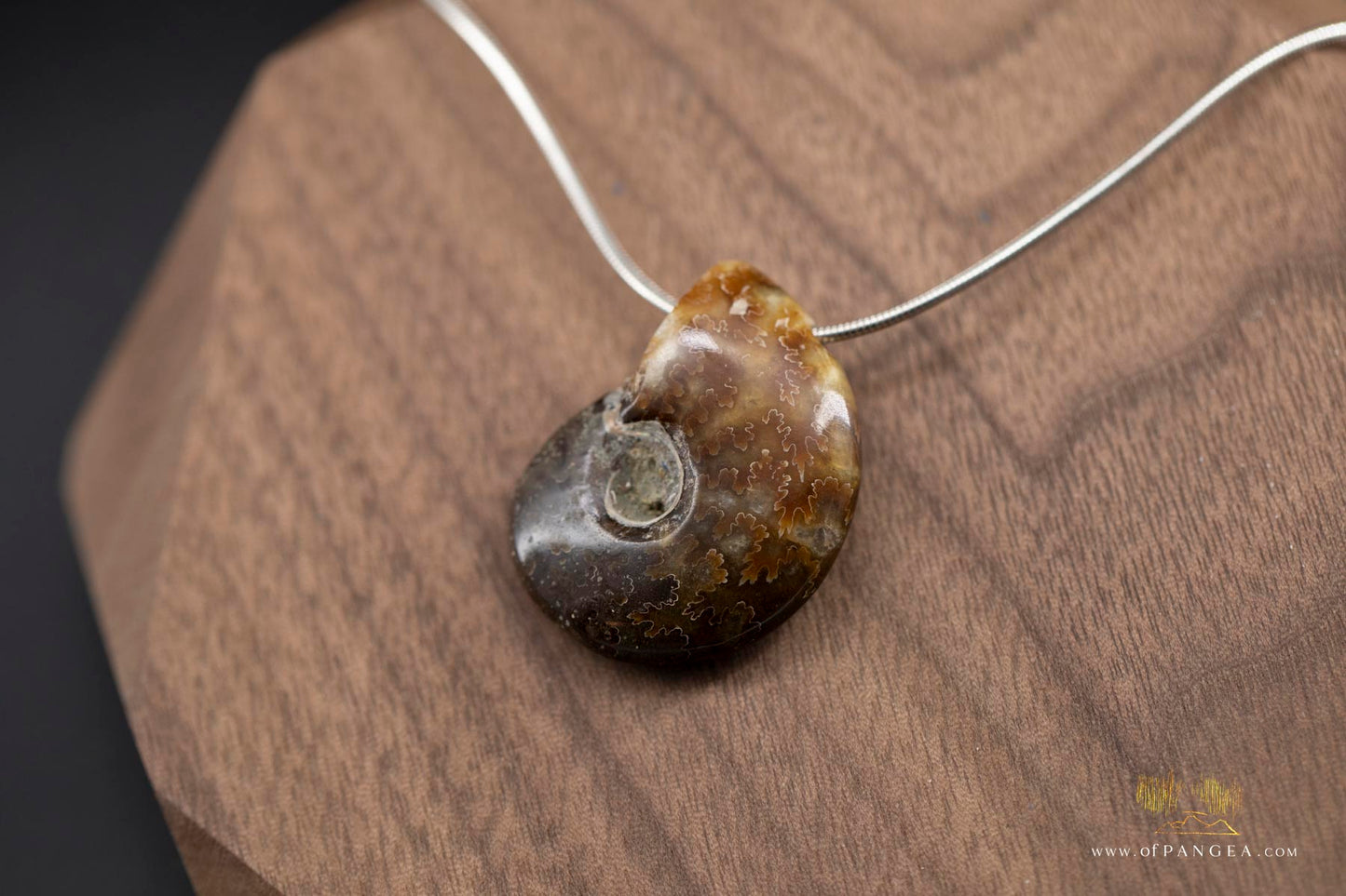 Agate Per-mineralized Full Ammonite Fossil Necklace - 0.925 Italian Sterling Silver Snake Chain 18inch || JF481