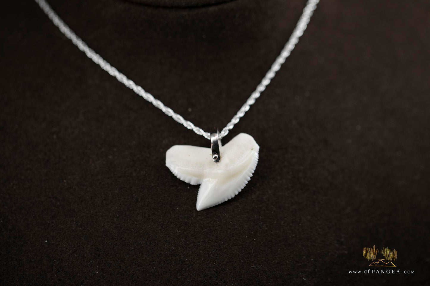 Tiger Shark tooth (Modern) Italian Sterling Silver chain necklace || JF516