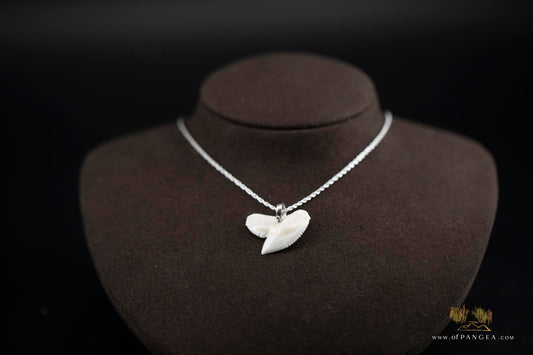Tiger Shark tooth (Modern) Italian Sterling Silver chain necklace || JF516