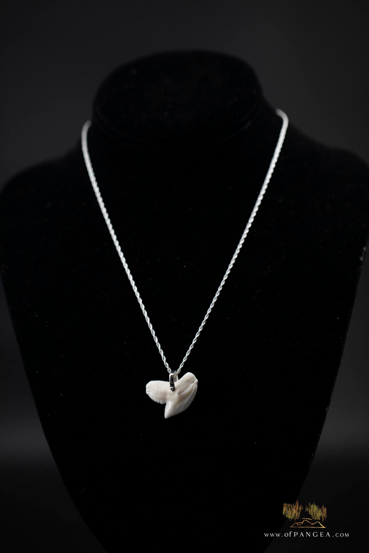 Tiger Shark tooth (Modern) Italian Sterling Silver chain necklace || JF516