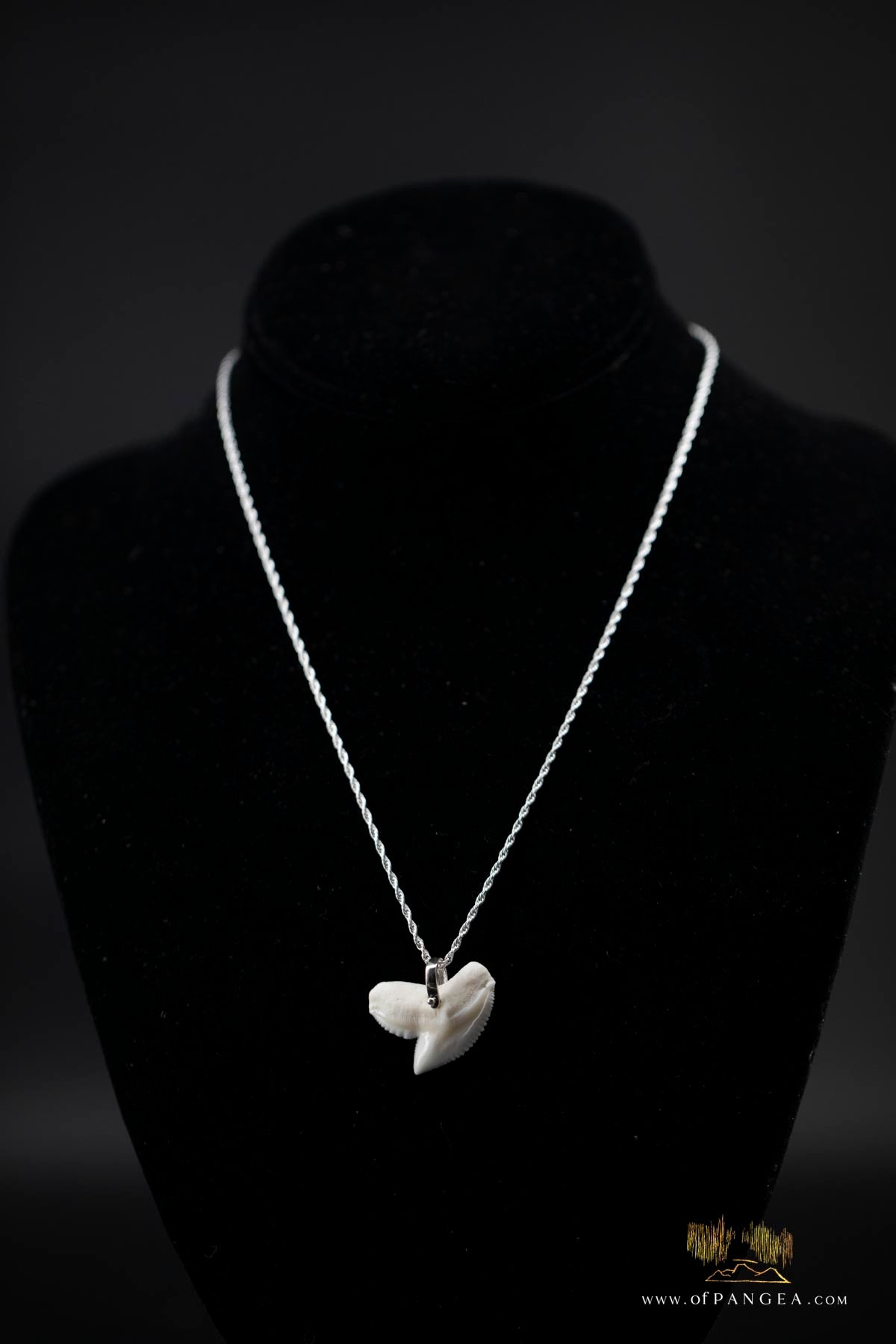 Tiger Shark tooth (Modern) Italian Sterling Silver chain necklace || JF516