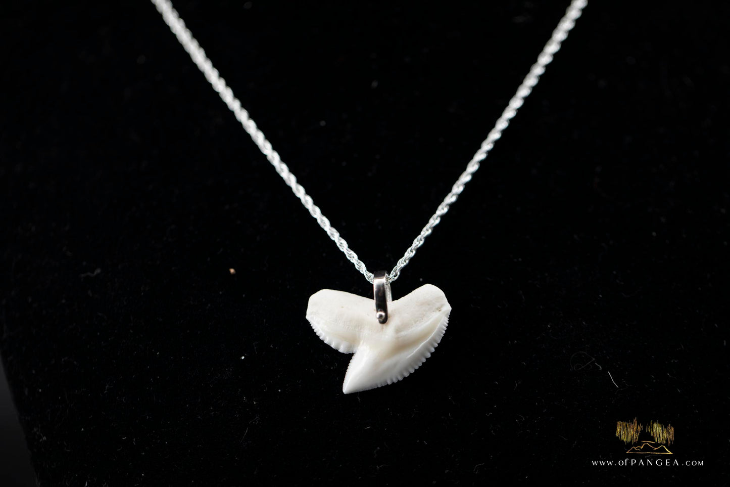 Tiger Shark tooth (Modern) Italian Sterling Silver chain necklace || JF516