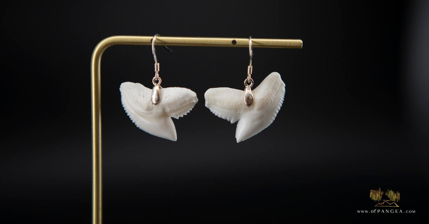 Tiger Shark teeth earrings (Modern) Sterling Silver || JF523