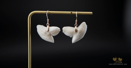 Tiger Shark teeth earrings (Modern) Sterling Silver || JF523