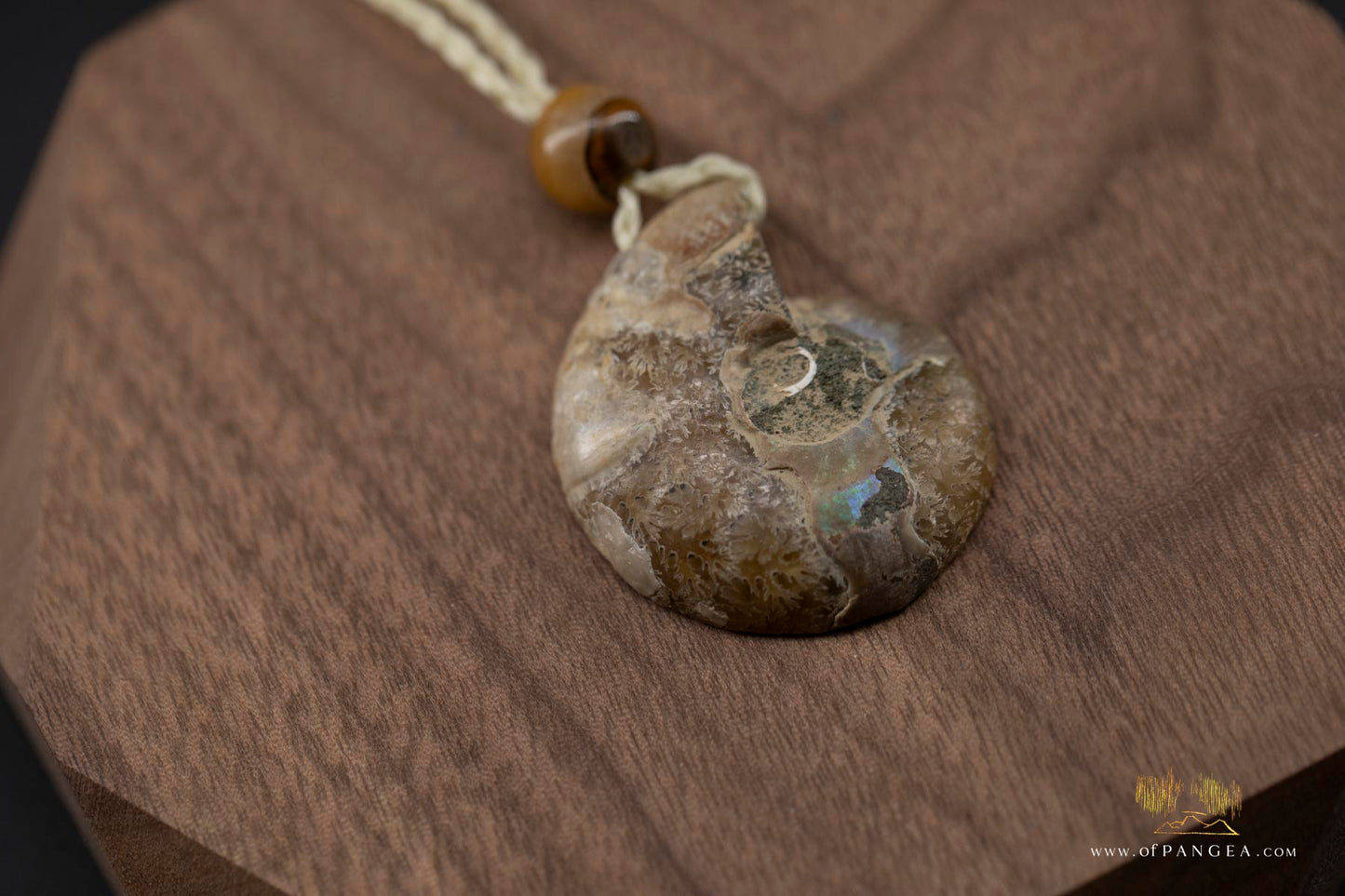 Golden Per-mineralized Ammonite Half Necklace - Tiger's Eye Bead || JF531