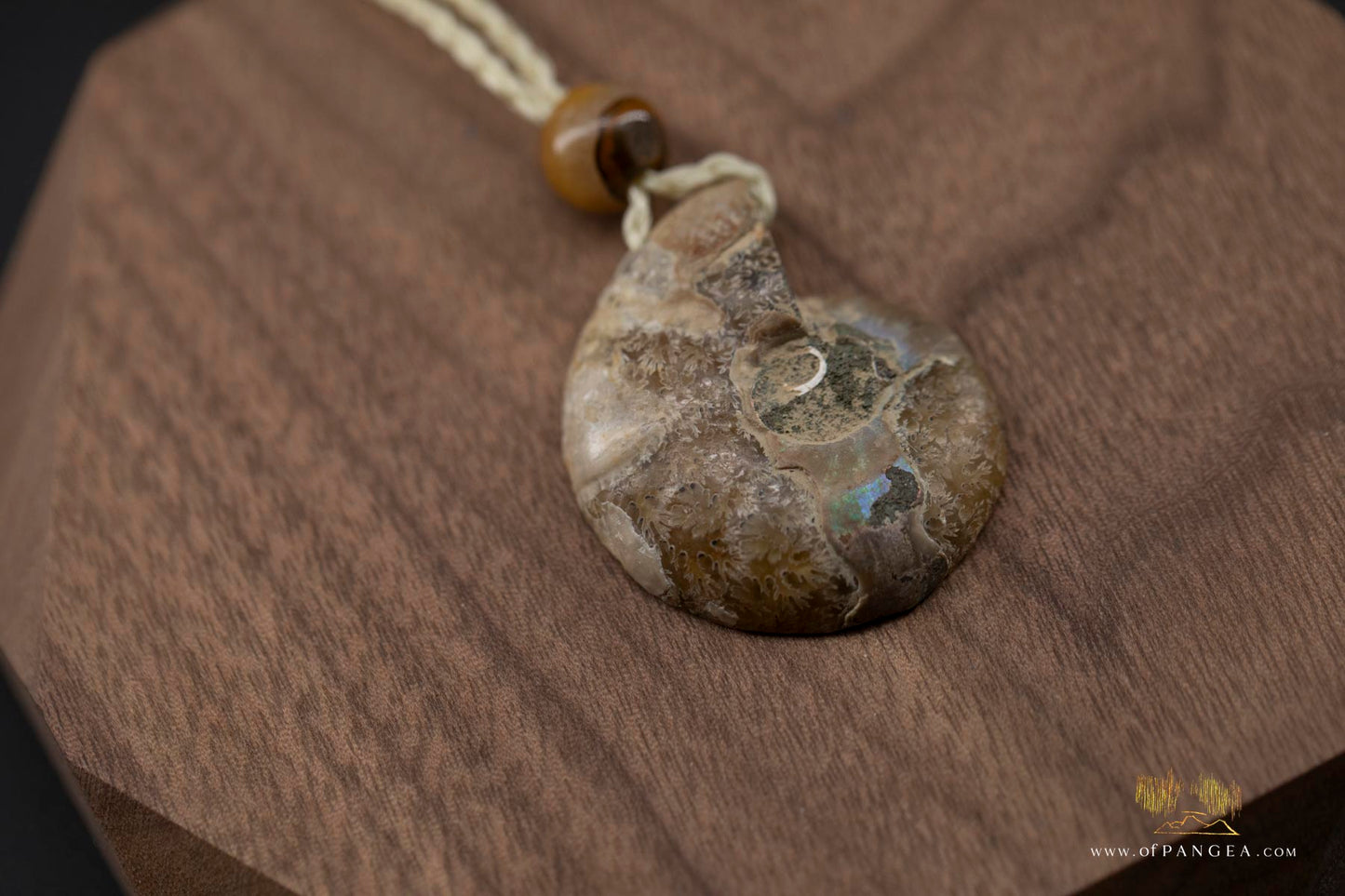 Golden Per-mineralized Ammonite Half Necklace - Tiger's Eye Bead || JF531