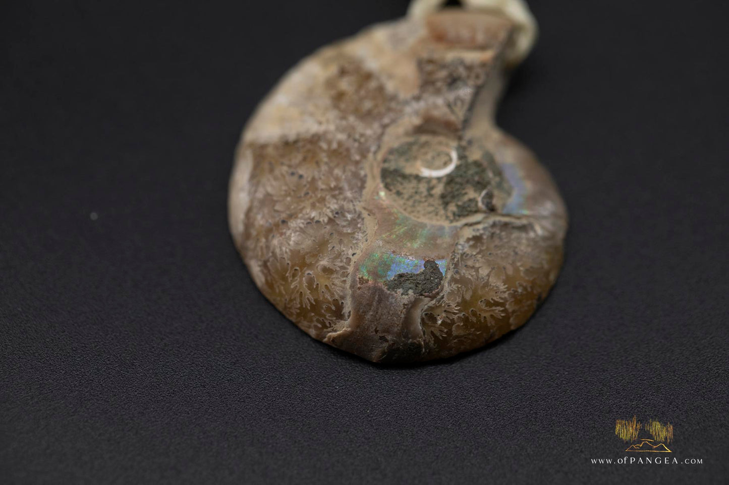 Golden Per-mineralized Ammonite Half Necklace - Tiger's Eye Bead || JF531