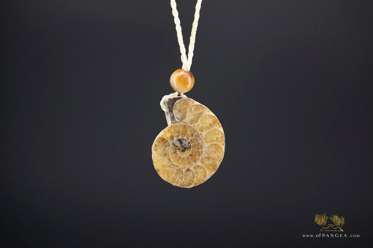 Golden Per-mineralized Ammonite Half Necklace - Tiger's Eye Bead || JF531