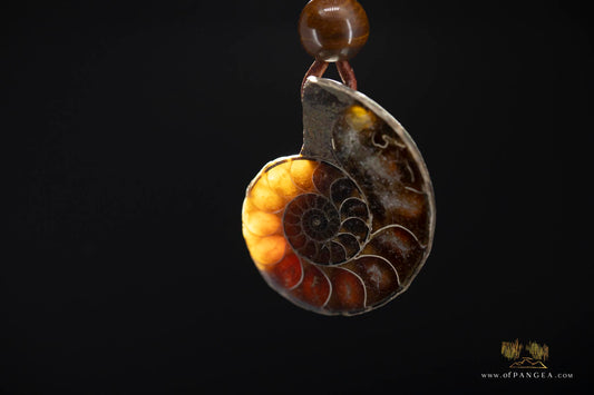 Per-mineralized Ammonite Fossil Cross-section Necklace - Tiger's Eye Bead || JF553