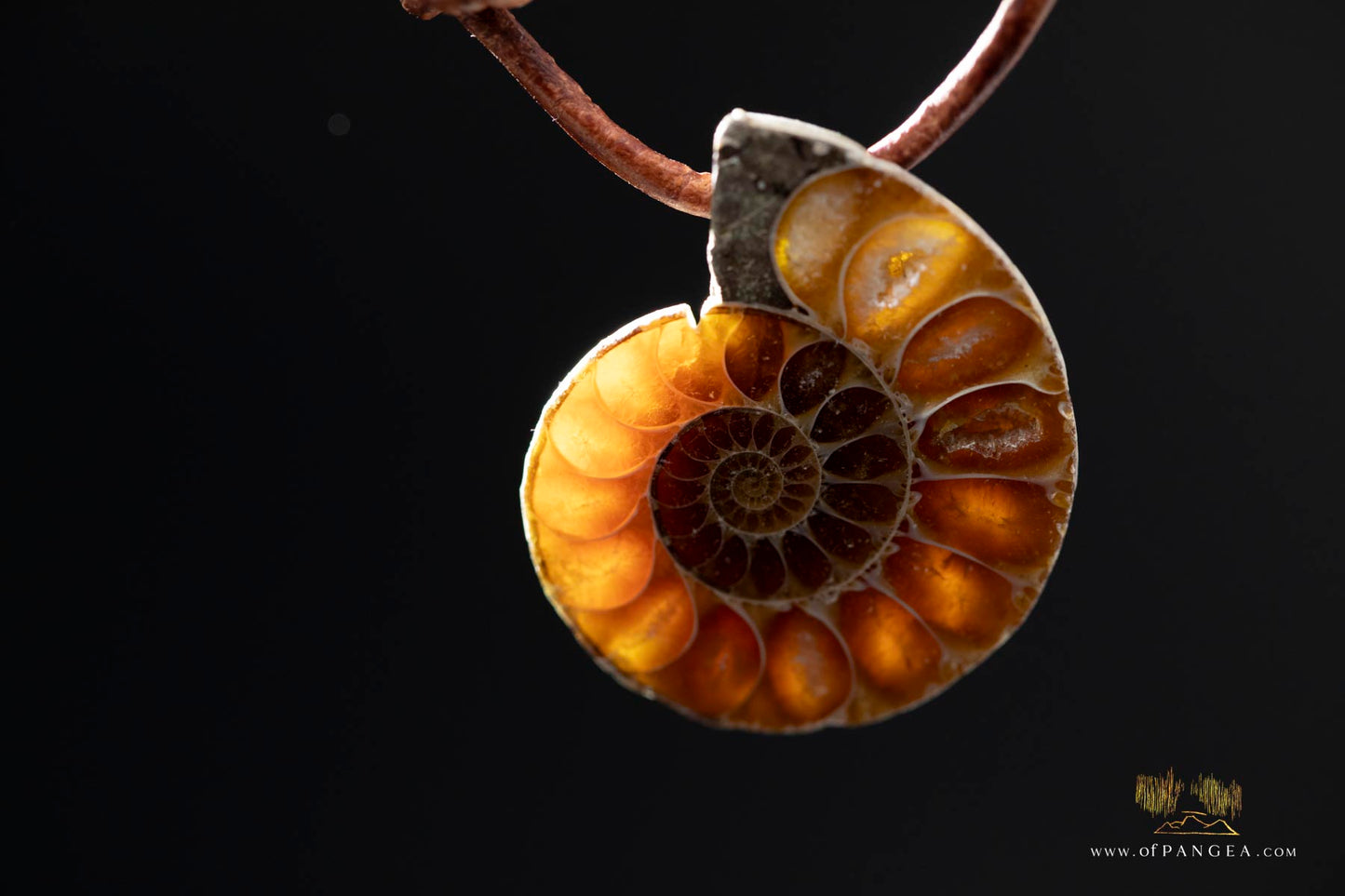 Per-mineralized Ammonite Cross-section Necklace - Italian leather cord || JF573