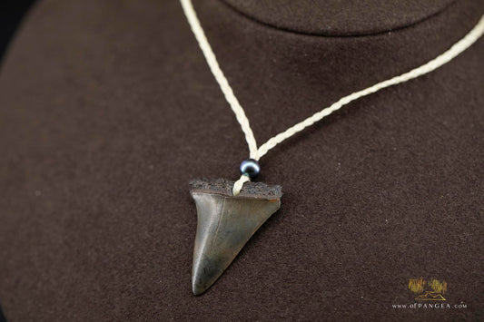 Fossilized Mako Shark Tooth & AAA Peacock Pearl - Necklace || JF690