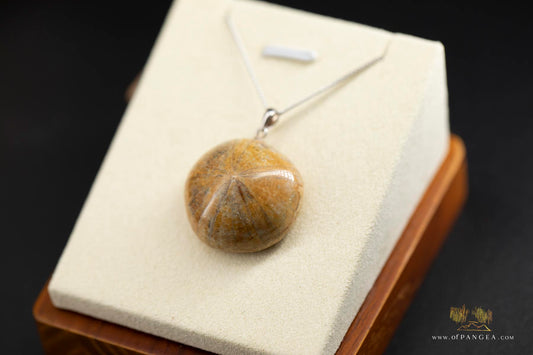 Sea Urchin fossil pendant - italian sterling silver chain - 18inch