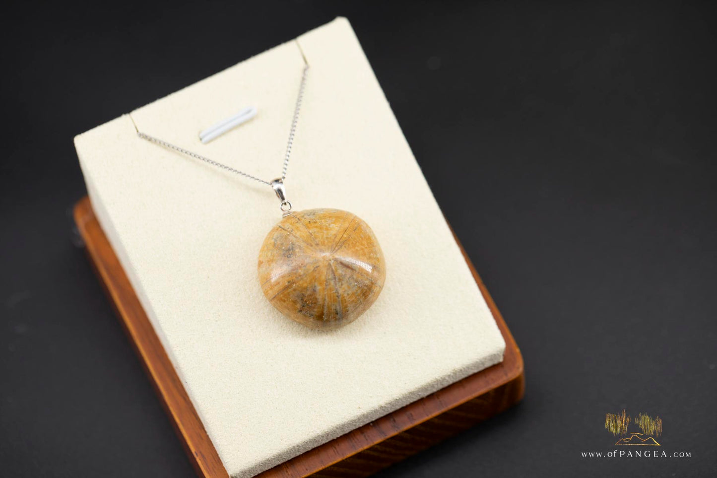 Sand Dollar fossil pendant - italian sterling silver chain - 18inch
