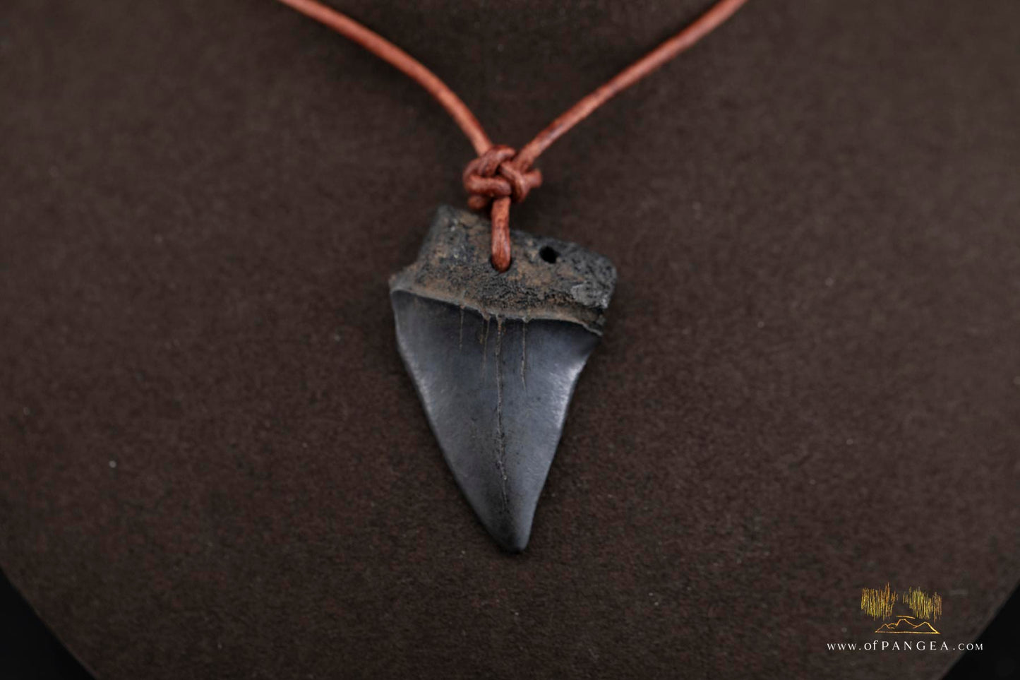 Fossilized Mako Shark Tooth & Italian Leather Cord - Necklace || JF753