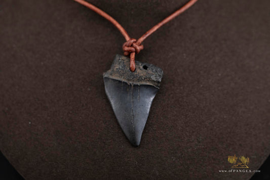 Fossilized Mako Shark Tooth & Italian Leather Cord - Necklace || JF753