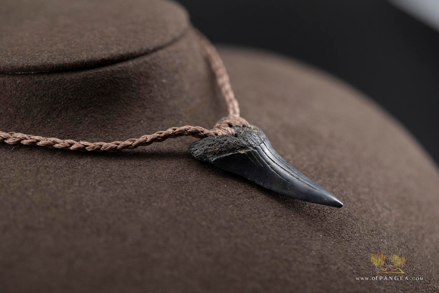 Lower Great White Shark Tooth (extinct) Necklace - Waxed Cord || JF759