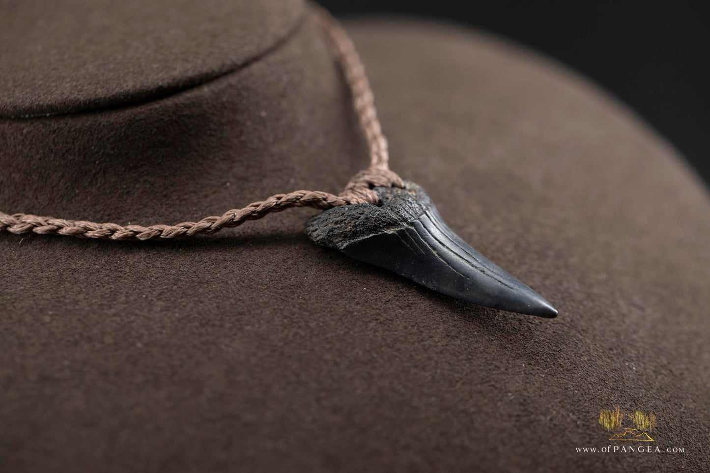 Lower Great White Shark Tooth (extinct) Necklace - Waxed Cord || JF759