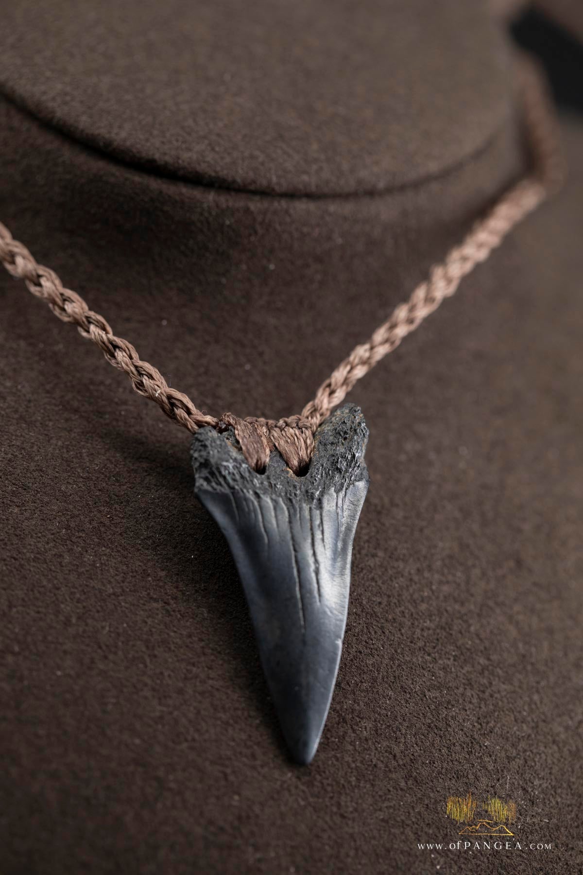 Lower Great White Shark Tooth (extinct) Necklace - Waxed Cord || JF759