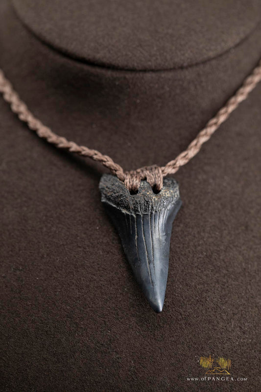 Lower Great White Shark Tooth (extinct) Necklace - Waxed Cord || JF759