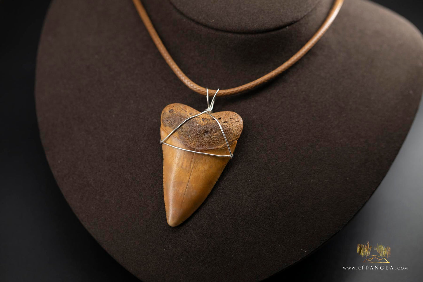 Great White Shark Tooth - Rare Caramel Color fossil - Italian Leather Braid Cord & Sterling Silver lobster clasp