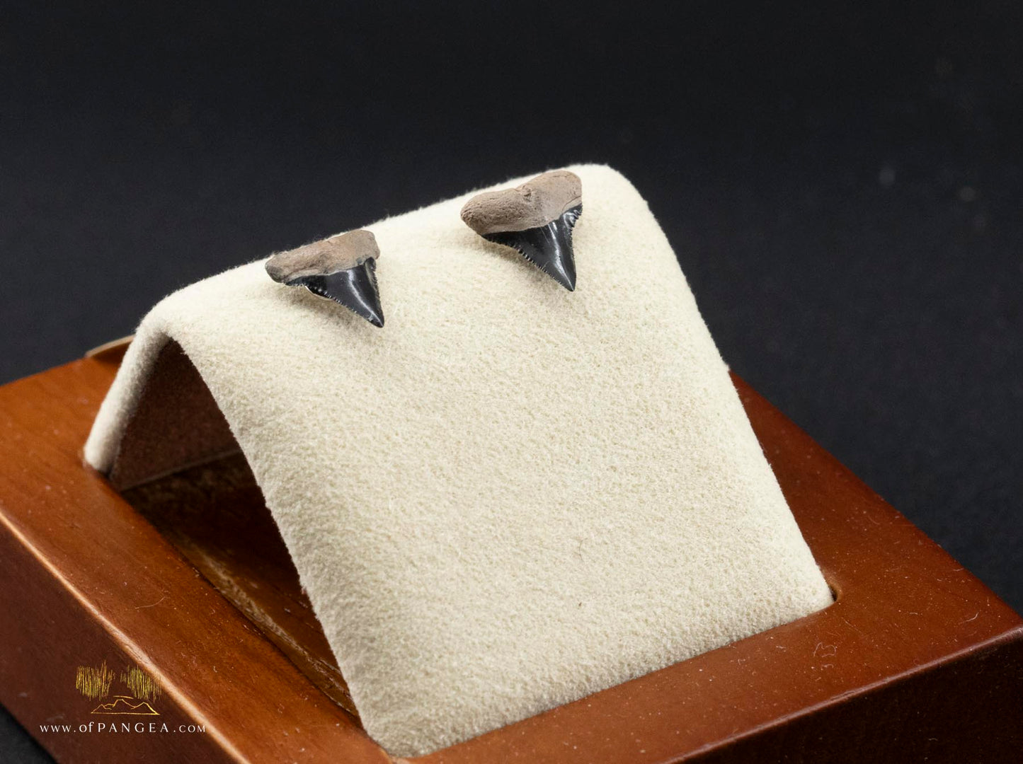 Fossilized Lightning Creek Shark Teeth Stud Earrings - Sterling Silver