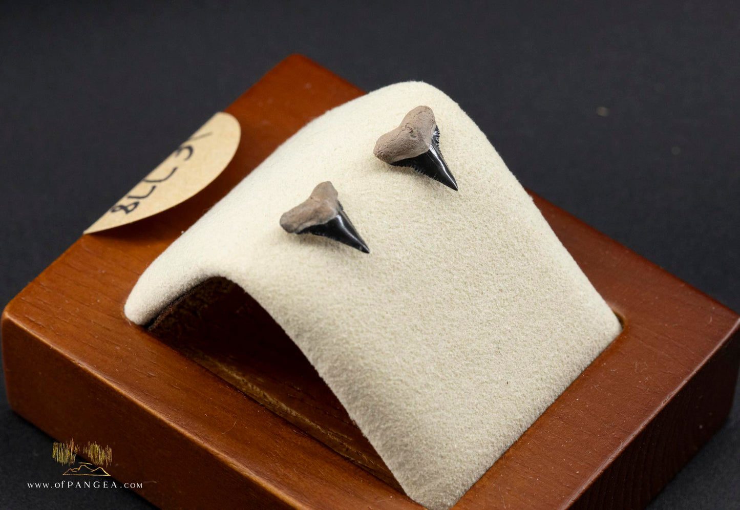 Fossilized Lightning Creek Shark Teeth Stud Earrings - Sterling Silver