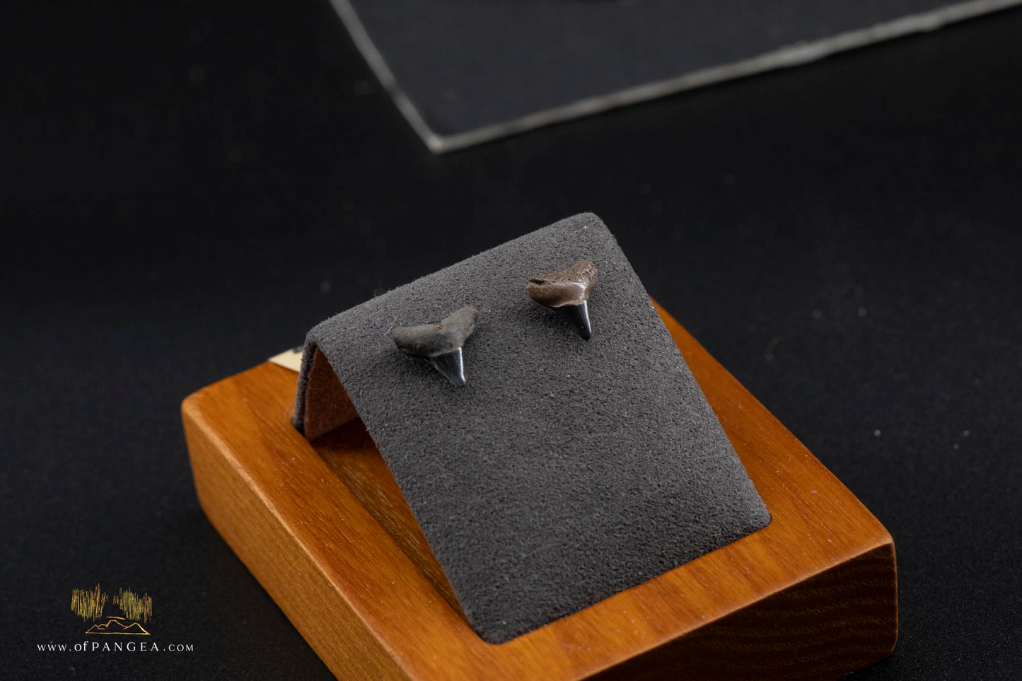 Fossilized Lightning Creek Shark Teeth Stud Earrings - Sterling Silver