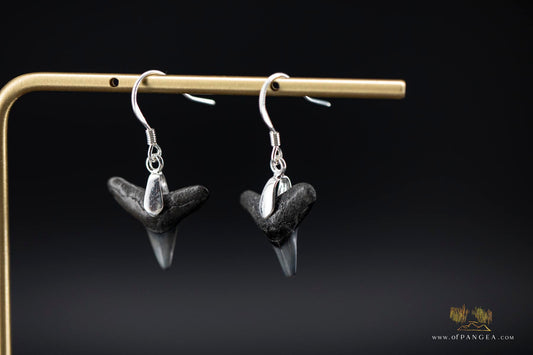 Fossilized Shark Teeth Earrings - Sterling Silver || JF909